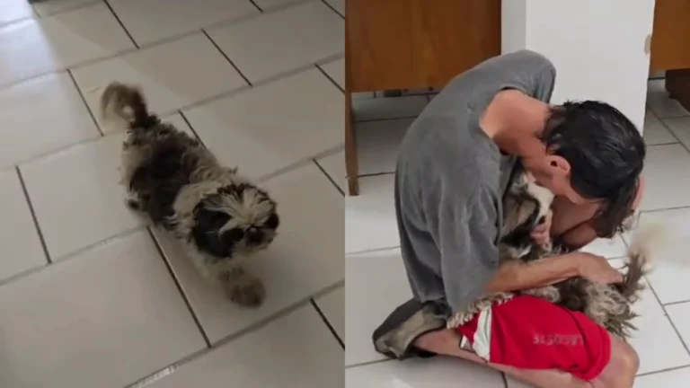 Disputa por cachorro perdido é decidida após reação do animal ao ver tutor