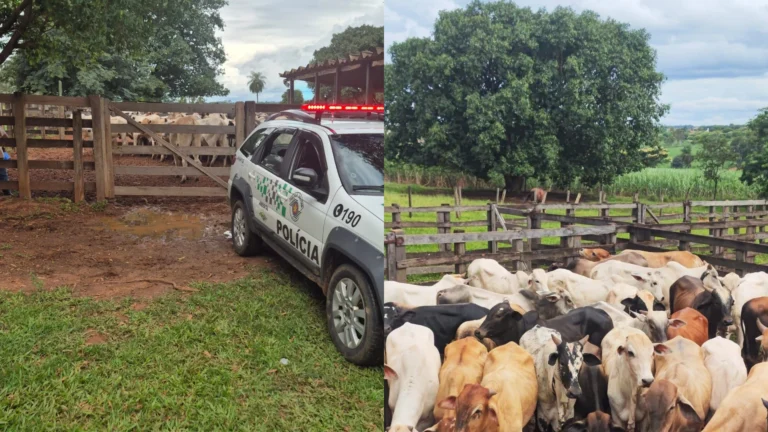 Mais de 60 cabeças de gado são recuperadas após furto no interior de SP