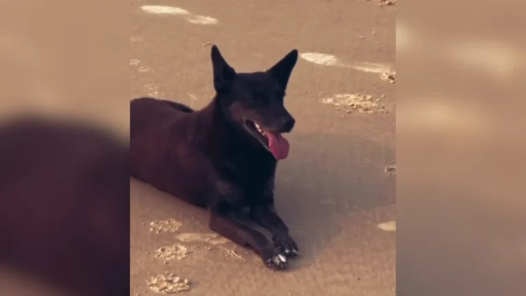 Câmara acelera projeto para internação de menores por crueldade a animais