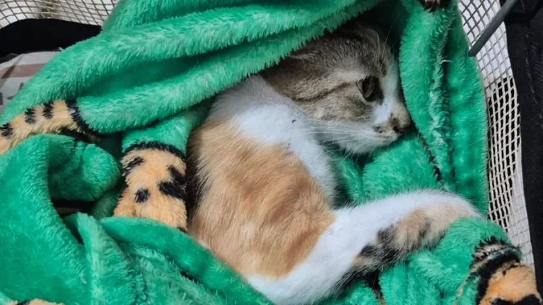 Justiça solta mulher presa por arremessar gata do 12º andar