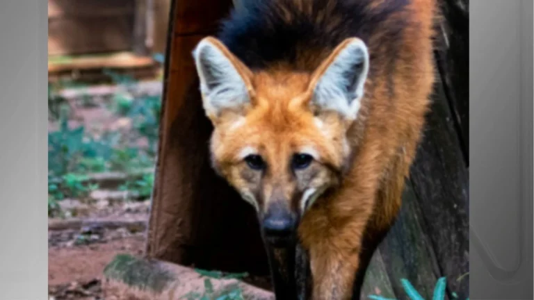 Lobo-guará de 17 anos morre no Zoológico de Bauru (SP)