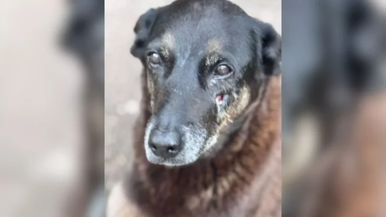 Caso Cão Orelha: MP cria força-tarefa para analisar 1000 horas de vídeo