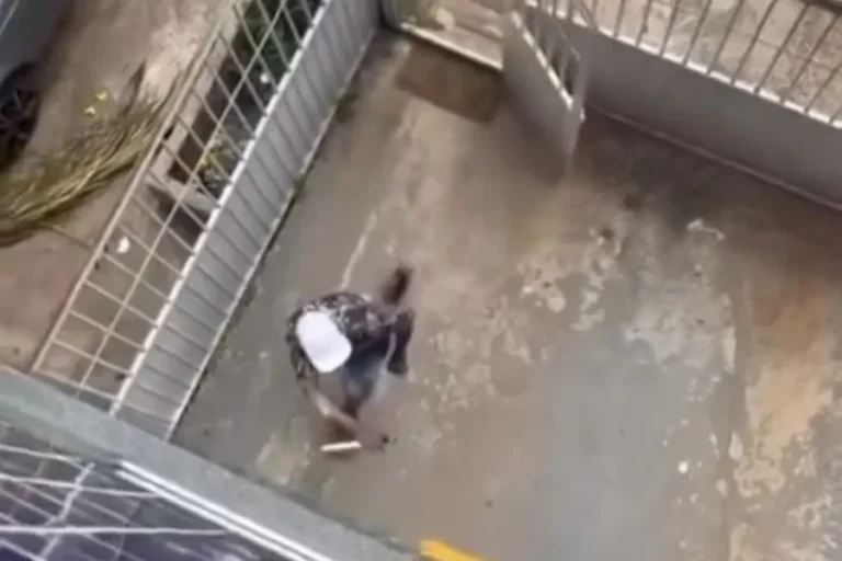 Ladrão invade apartamento com faca, é atacado por morador e preso. Veja vídeo