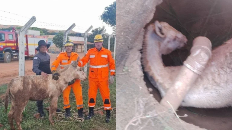 Bombeiros resgatam jumento preso no bueiro em frente a presídio de MG