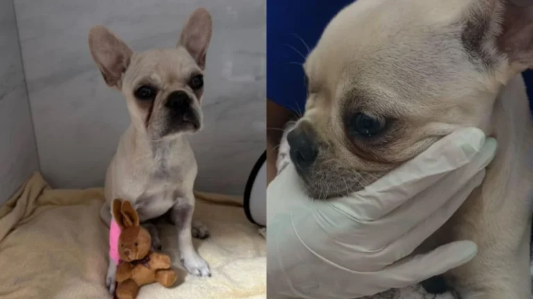 Tutora de buldogue que comeu pedra de crack é solta após audiência em SC