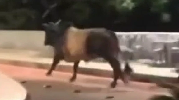 Touro foge de festa no Espírito Santo e é capturado em Minas Gerais