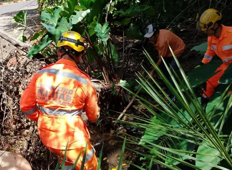 Vídeo: bombeiros capturam sucuri no quintal de casa em MG