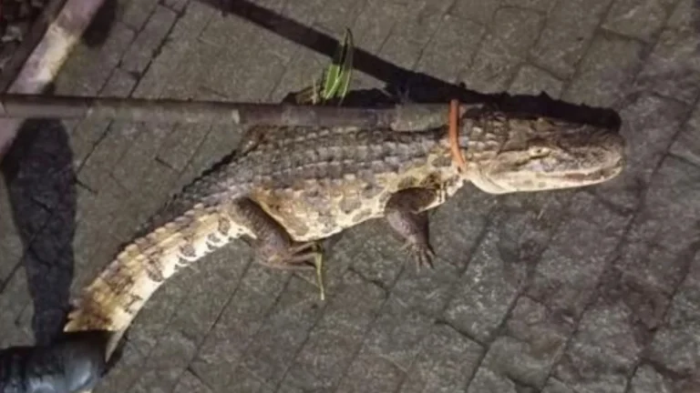 Jacaré é resgatado após “invadir” condomínio no Recife