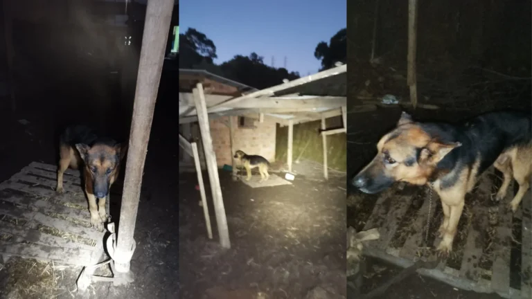 Polícia resgata animais e prende mulher por maus tratos em Porto Alegre