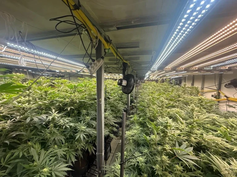 Mega plantação de maconha é descoberta em prédio na Grande São Paulo
