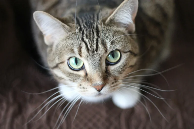 Mulher é investigada por abrigar 400 gatos em seu apartamento em SC