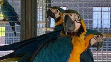 Ibama demite superintendente por suspeita de tráfico de aves silvestres