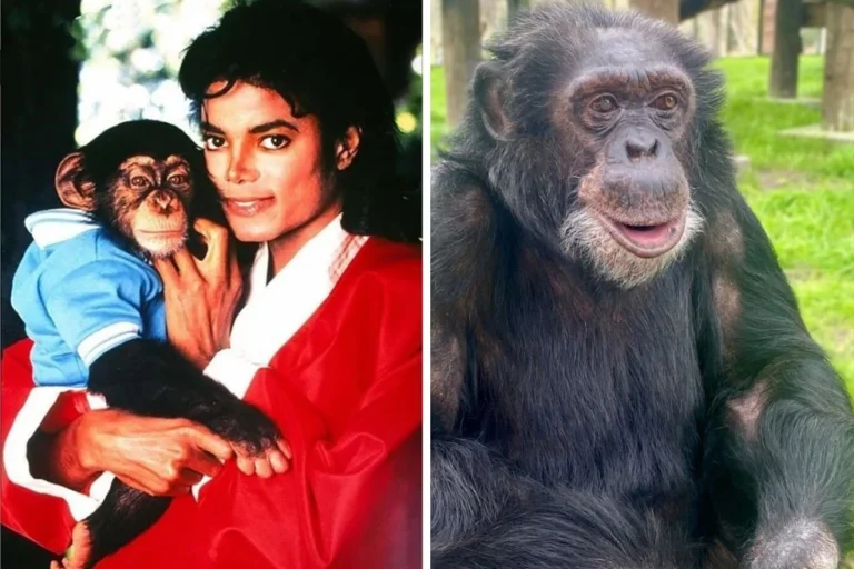 De astro a líder do bando: como vive Bubbles, o chimpanzé de Michael Jackson, visto de perto por brasileiro