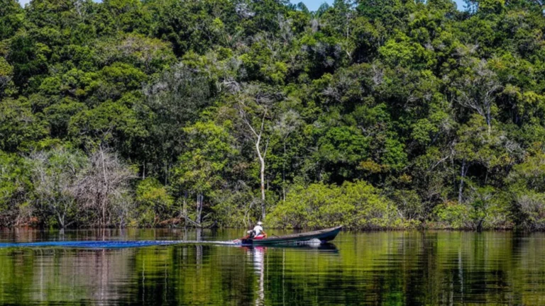 Inpe: Amazônia tem menor nível de desmatamento no 1º semestre em dez anos