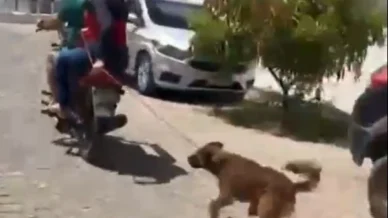Vídeo: suspeitos de arrastar cachorro se apresentam à polícia na Paraíba