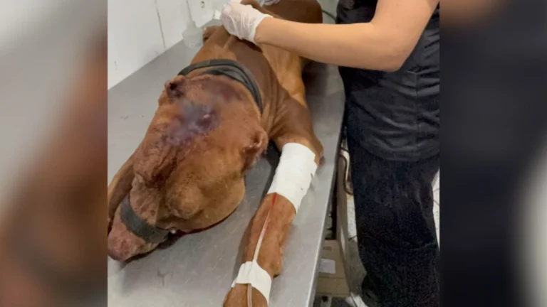 Criança de 3 anos morre após ser atacada por pitbull na zona Oeste do Rio