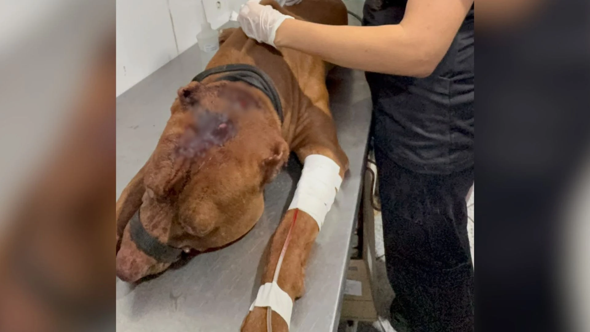 Criança de 3 anos morre após ser atacada por pitbull na zona Oeste do Rio